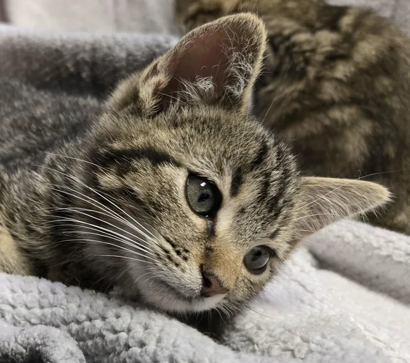 A baby small-sized male Tabby (Brown / Chocolate) Domestic Short Hair cat named Peter for adoption in Saint Charles, MO