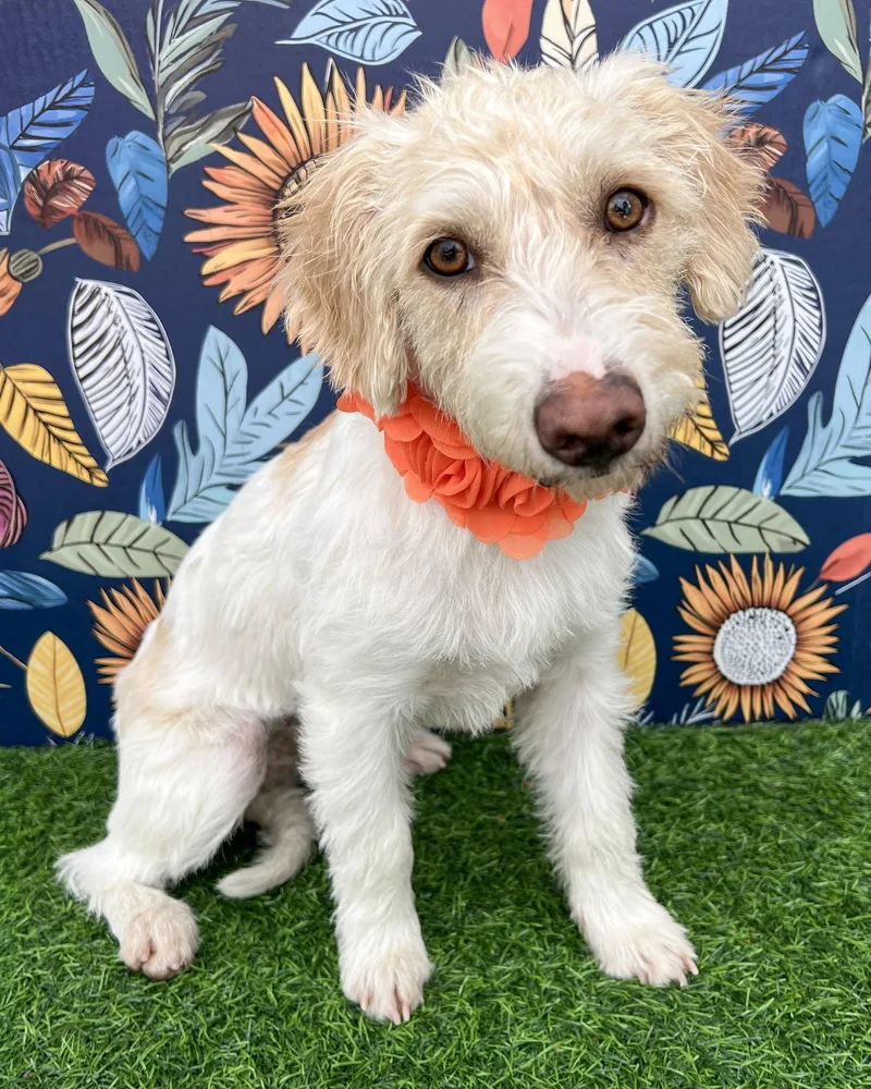 A young medium-sized female Terrier dog named Sugar for adoption in Corona, CA