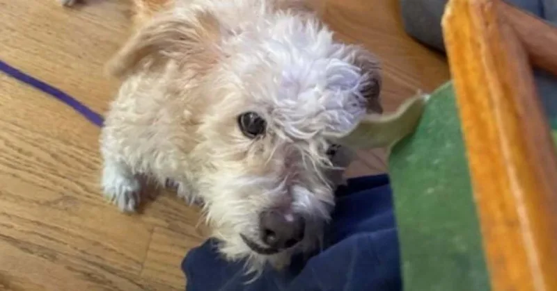 Channing thumbnail 2