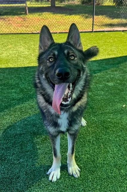A young large-sized male German Shepherd Dog dog named Chief for adoption in Statesville, NC