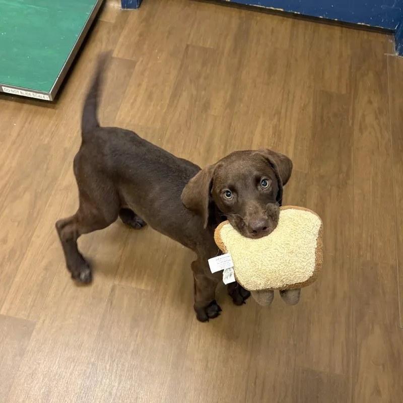 A baby small-sized female Pointer dog named Journey for adoption in Beaumont, TX
