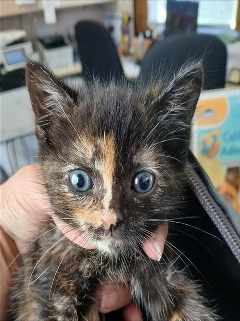 A baby small-sized female Domestic Short Hair cat named Marmalade for adoption in Lodi, CA