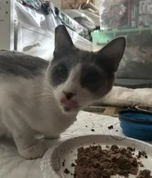 An adult medium-sized female Gray & White Domestic Short Hair cat named Candy for adoption in Sherman Oaks, CA
