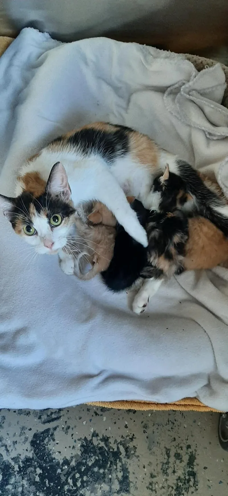 An adult medium-sized female Calico cat named Jasmine for adoption in Georgetown, OH