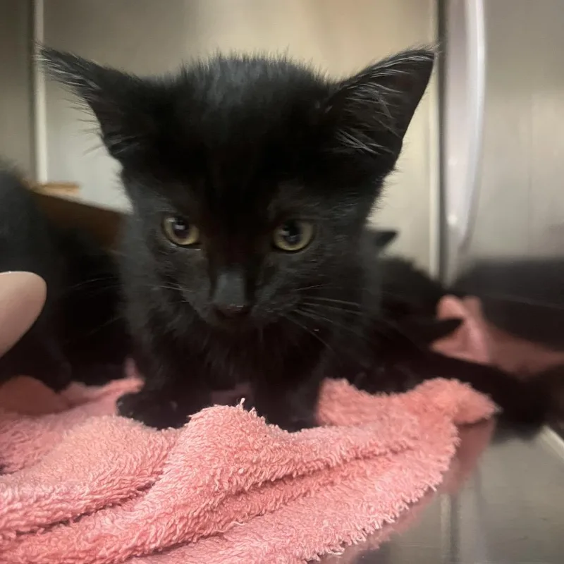 A baby small-sized female Black Domestic Short Hair cat named Peony for adoption in Newark, NJ