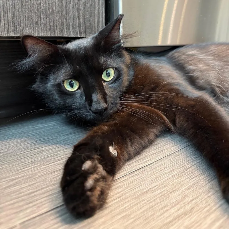 An adult small-sized male Black Domestic Medium Hair cat named Sloppy Joe Jonas for adoption in Durham, NC