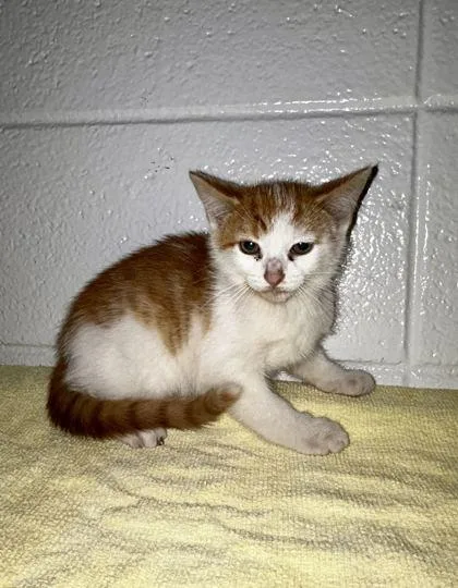 An adult small-sized male Domestic Short Hair cat named Good Job for adoption in Spruce Pine, NC