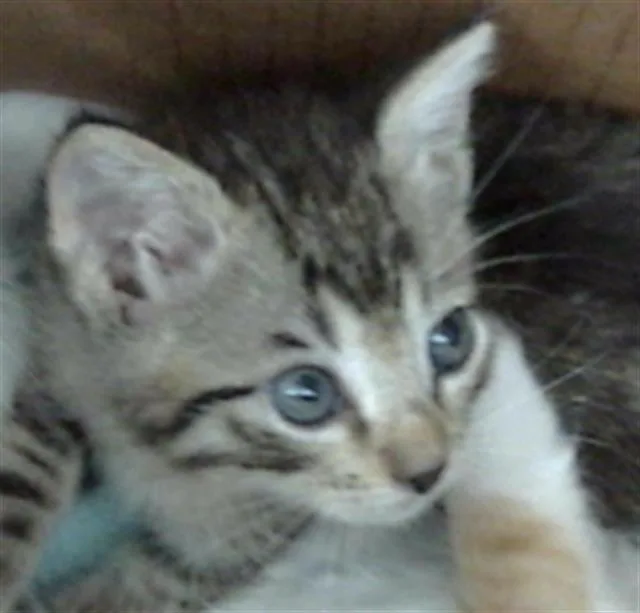 A baby medium-sized female Domestic Short Hair cat named Aang for adoption in Dallas, TX
