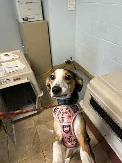 An adult large-sized female Mixed Breed dog named Rhea for adoption in Munster, IN