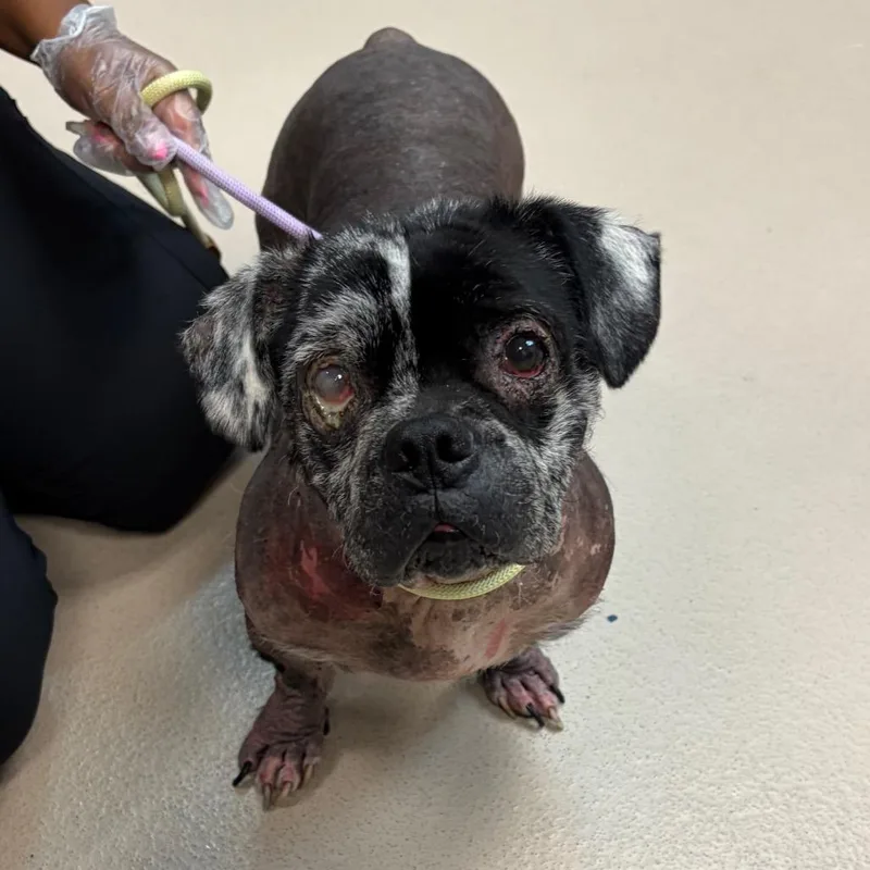 An adult medium-sized male Mixed Breed dog named Cornelius Chip for adoption in Newark, NJ