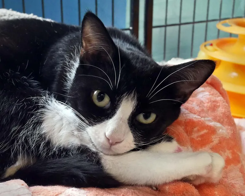 A young medium-sized female Black & White / Tuxedo Tuxedo cat named Princess for adoption in Bloomingdale, NJ