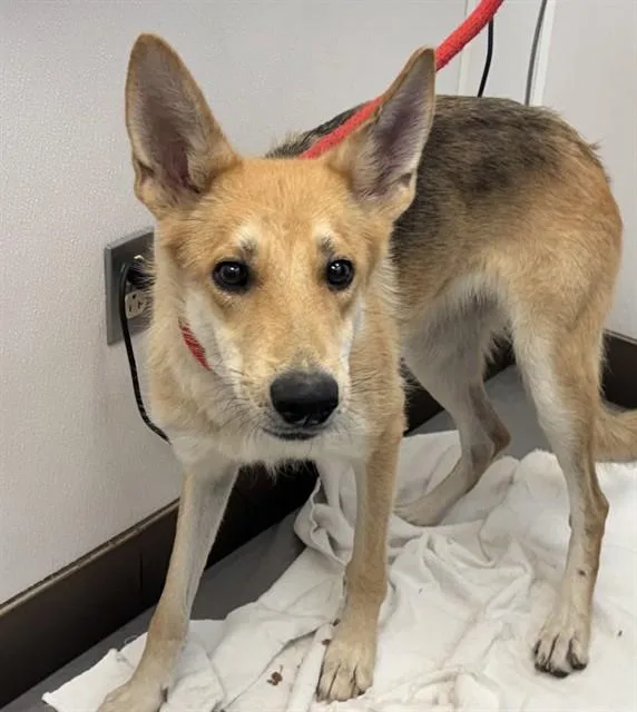 A young large-sized female Carolina Dog dog named Swifty for adoption in Tucson, AZ