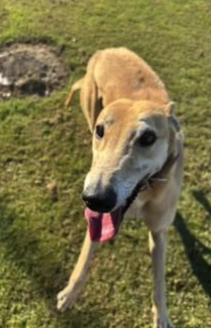 An adult large-sized male Greyhound dog named Hooked On Sal for adoption in Tarpon Springs, FL