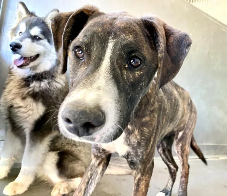 An adult medium-sized male Pit Bull Terrier dog named Eli for adoption in San Bernardino, CA