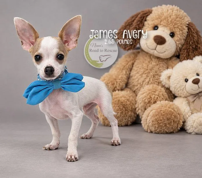 A baby small-sized male Chihuahua dog named James Avery for adoption in Benton, LA