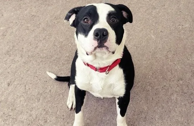A young large-sized male Pit Bull Terrier dog named Marley for adoption in Saint Louis, MO