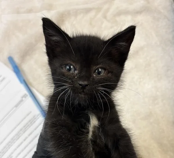 Gomez