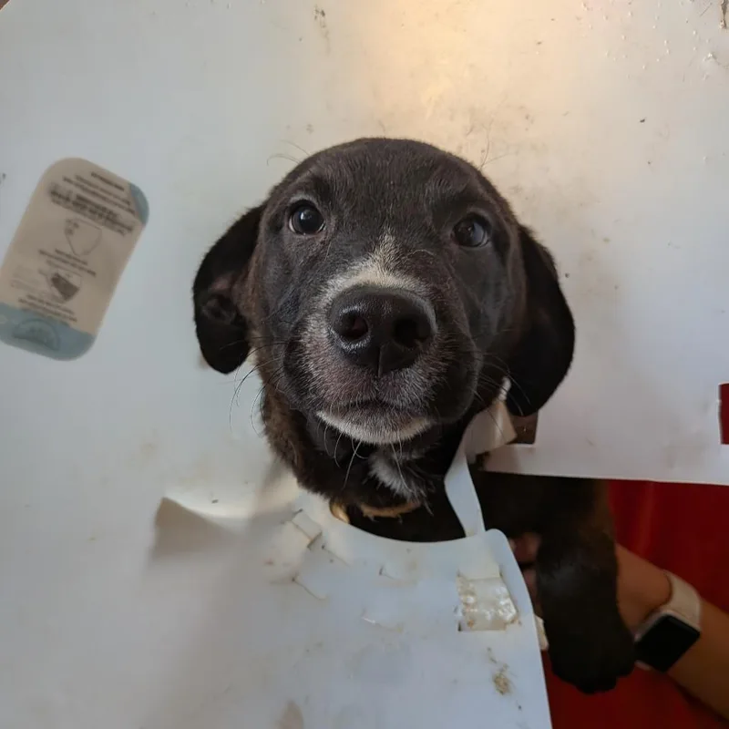 A baby medium-sized male Black Mixed Breed dog named Yamaha for adoption in Leander, TX