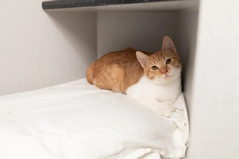 Orange Juice thumbnail 3