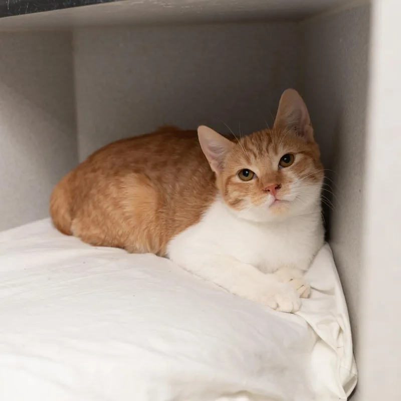 Orange Juice thumbnail 5