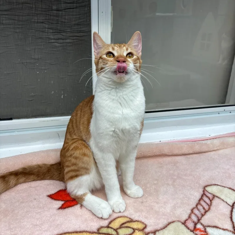 Orange Juice thumbnail 6