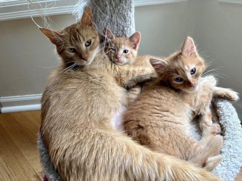 A baby small-sized male Orange / Red Domestic Short Hair cat named Ron for adoption in Forest Lake, MN