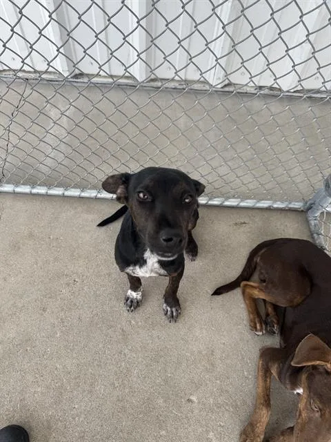 A young medium-sized male Australian Kelpie dog named Frijol for adoption in Bakersfield, CA