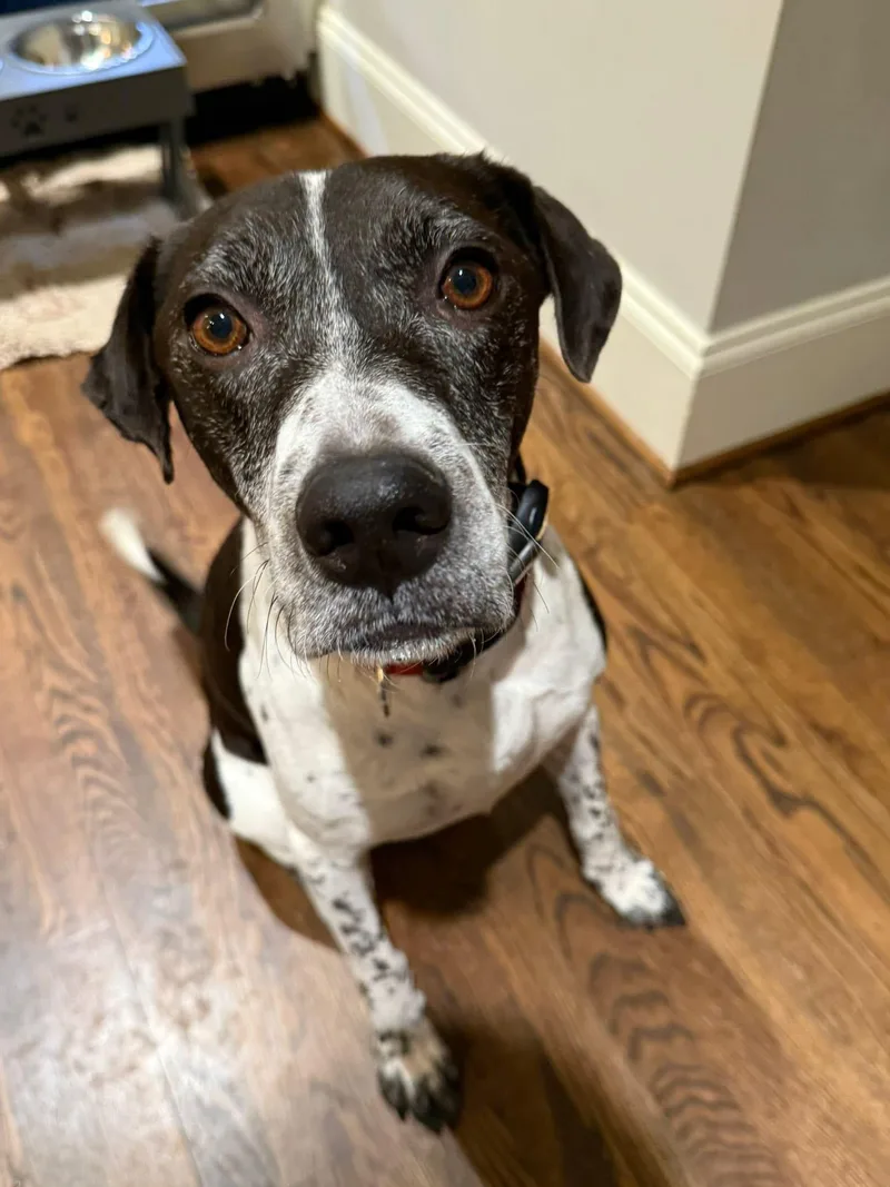 An adult medium-sized male Labrador Retriever dog named Griffin for adoption in Winder, GA