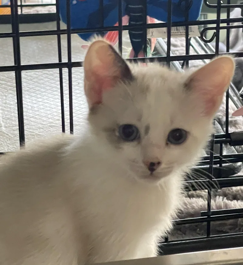 A baby small-sized female Domestic Short Hair cat named Tiffany for adoption in South Pasadena, CA