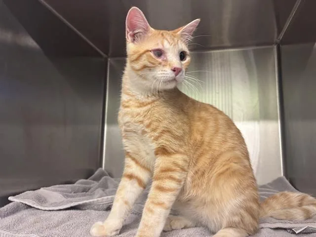 A young large-sized male Domestic Short Hair cat named Nick Fury for adoption in Grand Prairie, TX