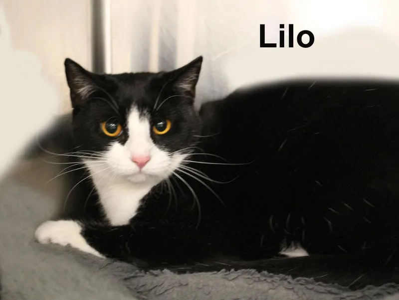 Lilo Tra. thumbnail 2