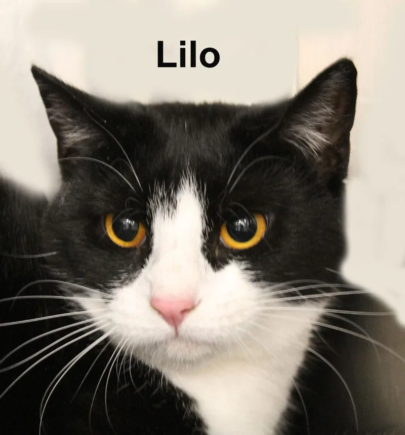 A baby medium-sized female Black & White / Tuxedo Domestic Short Hair cat named Lilo Tra. for adoption in Stowe, PA
