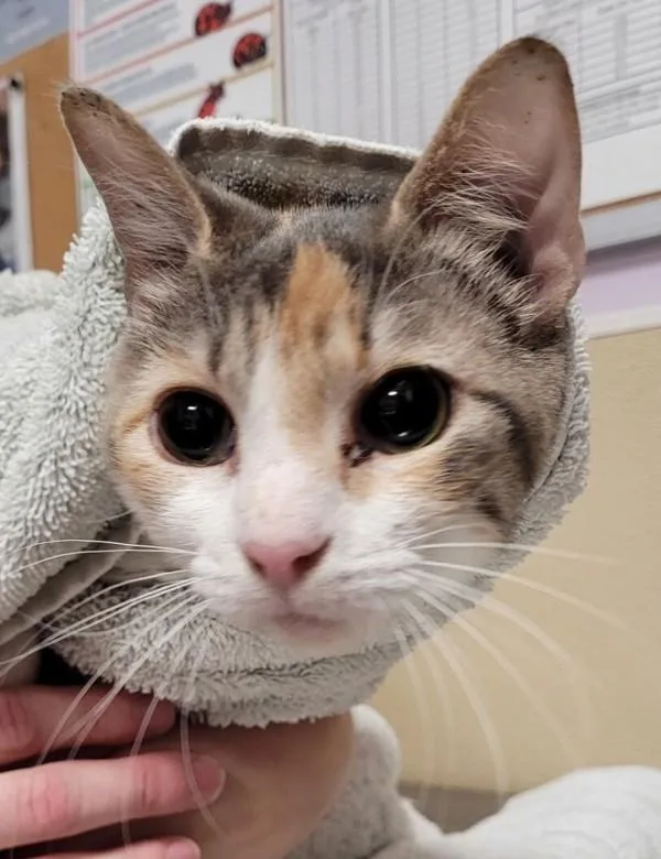 Galadriel