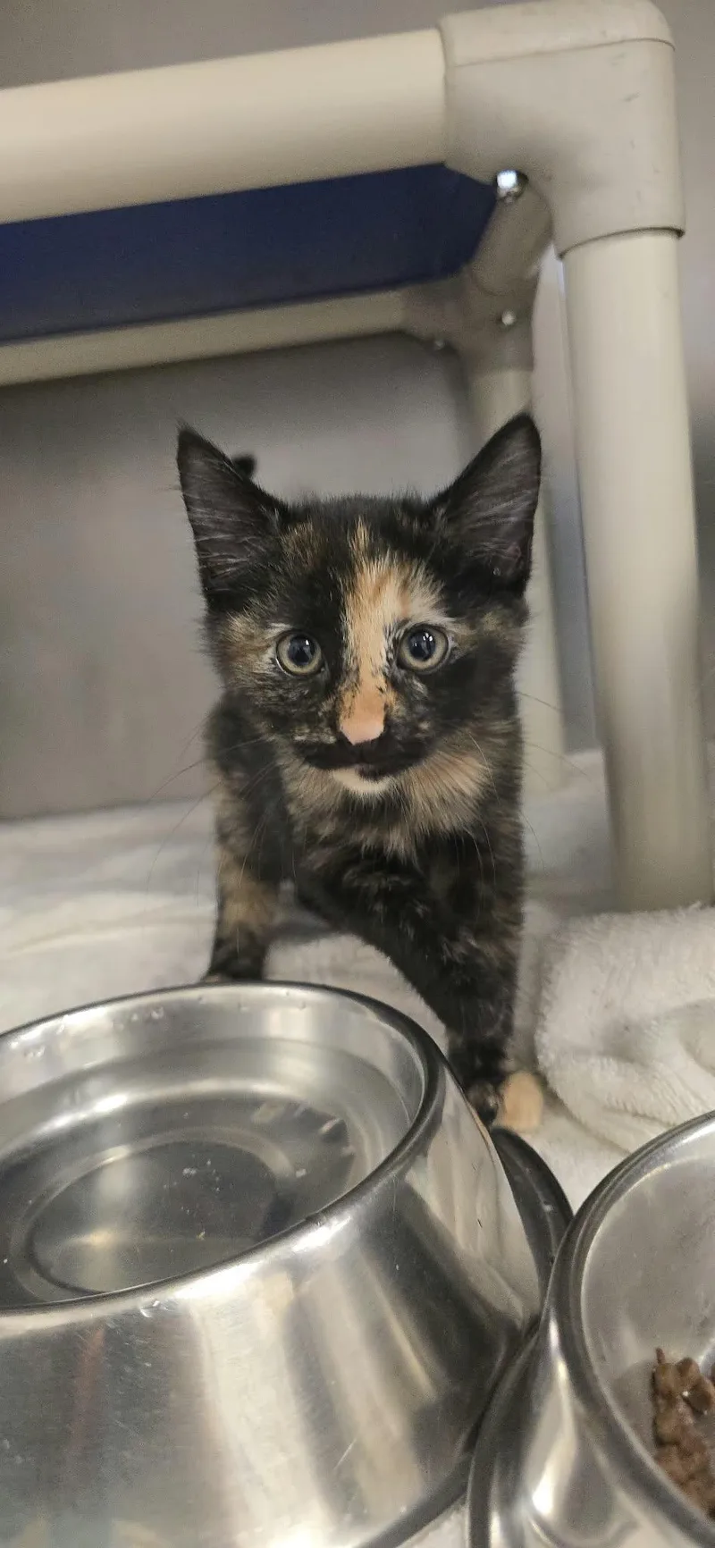 A baby medium-sized female Calico Domestic Short Hair cat named Pocus for adoption in Orange, VA