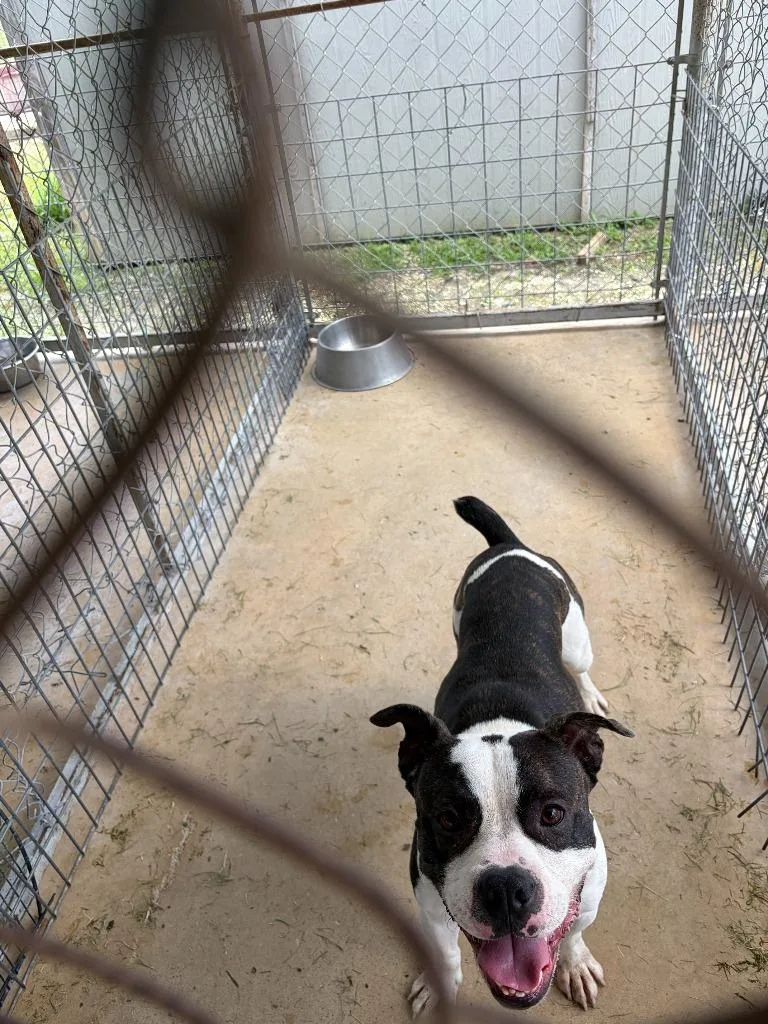 A young large-sized male Boxer dog named Deigo for adoption in Brownwood, TX