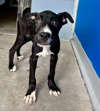 A baby medium-sized female Black Mixed Breed dog named String Bean for adoption in Fernandina Beach, FL