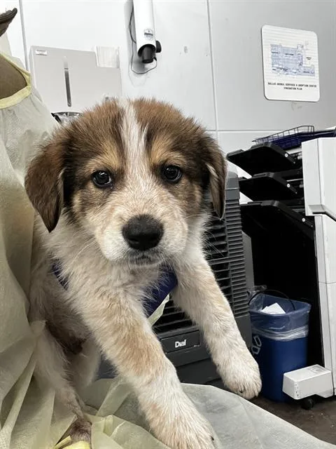 A baby large-sized male Mixed Breed dog named Brandy for adoption in Dallas, TX