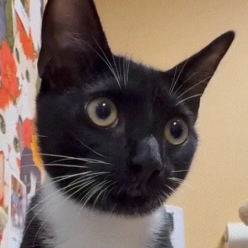 A baby medium-sized female Black & White / Tuxedo Domestic Short Hair cat named Boo for adoption in East Point, GA