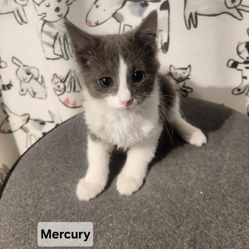 Mercury
