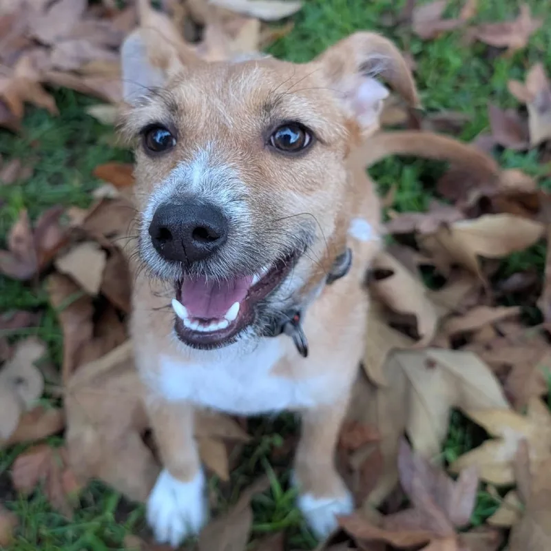 A young small-sized female Yellow / Tan / Blond / Fawn Fox Terrier dog named Cinnamon for adoption in San Jacinto, CA