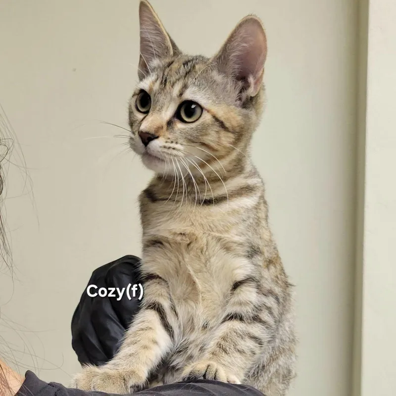 A baby medium-sized female Tabby (Brown / Chocolate) Domestic Short Hair cat named Cozy for adoption in Mazon, IL