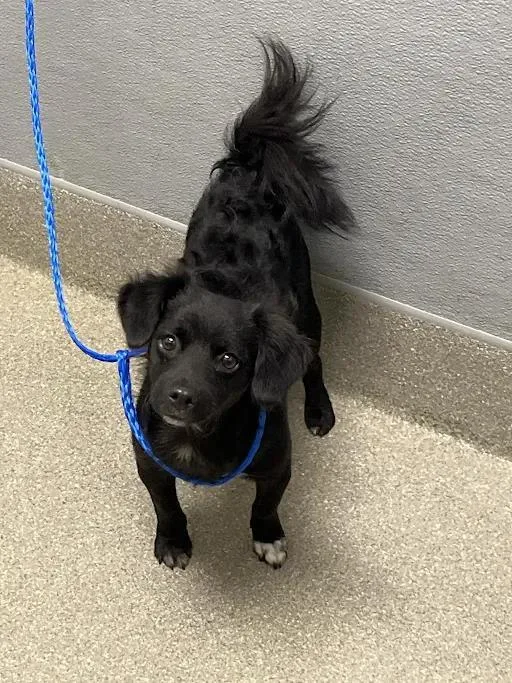 A young small-sized female Chihuahua dog named Moonchild for adoption in Las Vegas, NV
