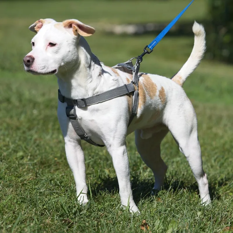 An adult medium-sized male Pit Bull Terrier dog named Pippin for adoption in South Elgin, IL