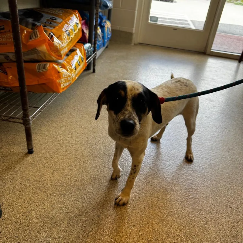 A young small-sized female Jack Russell Terrier dog named Dobby for adoption in Gloucester, VA