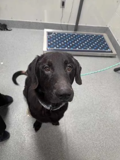 An adult extra large-sized male Labrador Retriever dog named Chipper for adoption in Sevierville, TN