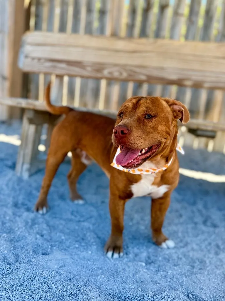 A young medium-sized male Mixed Breed dog named Ducky for adoption in Muskegon, MI