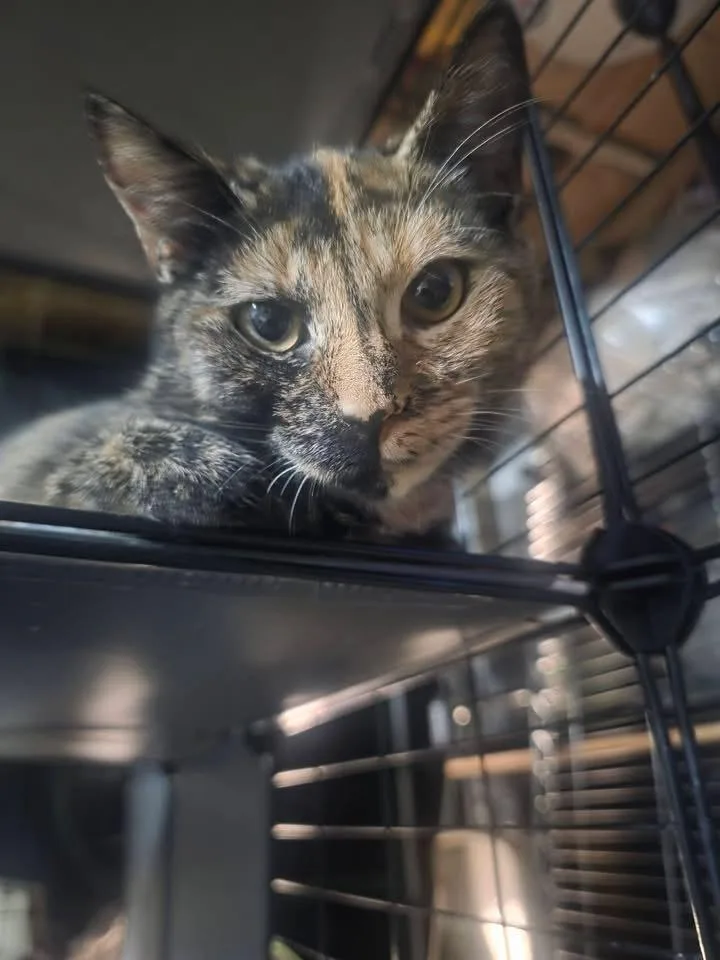 A baby small-sized female Brown / Chocolate American Shorthair cat named Gemini for adoption in levittown, NY