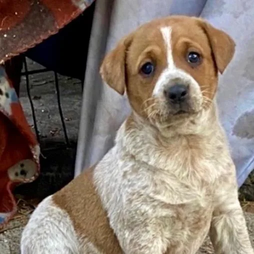A baby small-sized female Red / Chestnut / Orange Cattle Dog dog named Caramel for adoption in Briarcliff Manor, NY