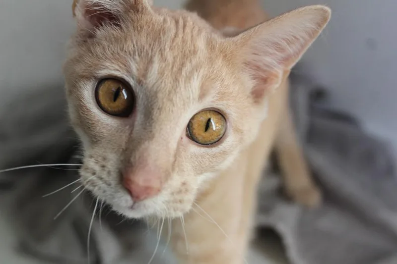A baby medium-sized female Buff / Tan / Fawn Domestic Short Hair cat named Corruption for adoption in Chestertown, MD