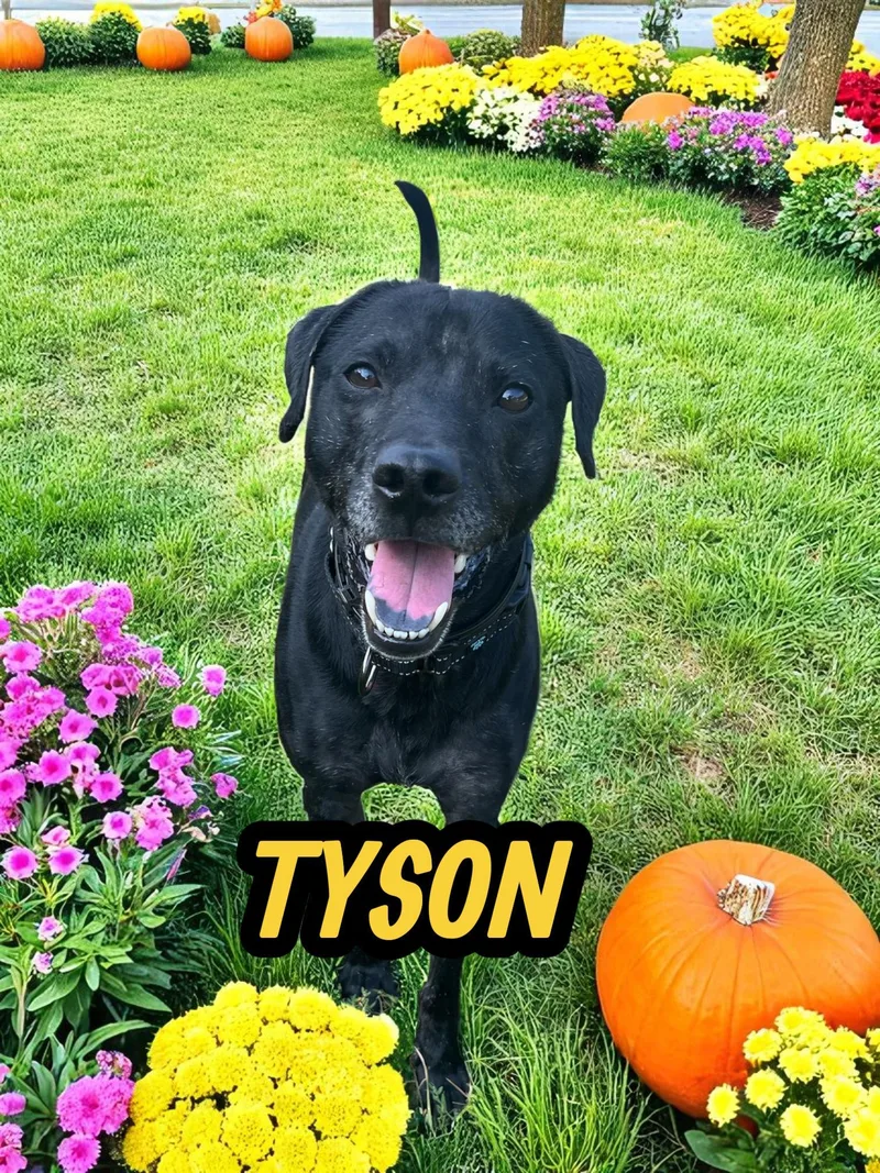Tyson